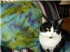 Fashionista Cat